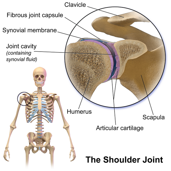 File:Blausen 0797 ShoulderJoint.png