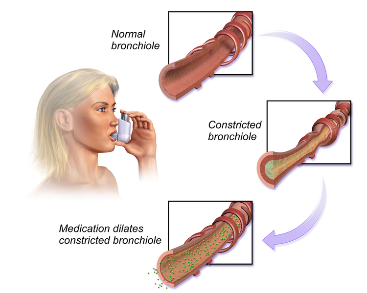 File:Bronchodilators.png
