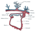 Gray's Anatomy illustration 21