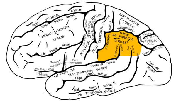 File:Gray726 inferior parietal lobule.png
