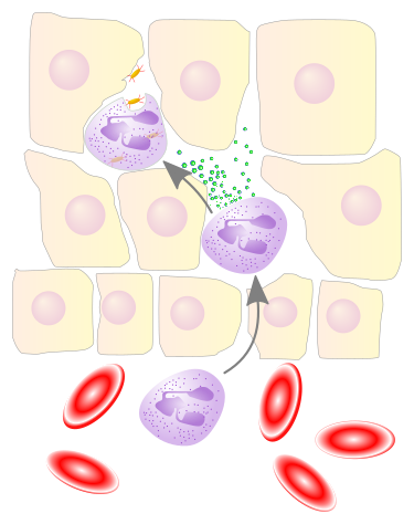File:NeutrophilerAktion.svg