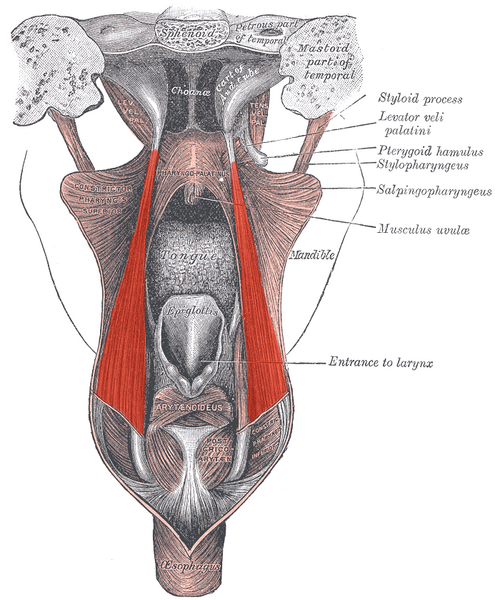 File:Salpingopharyngeus.png