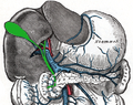 Bilebladder