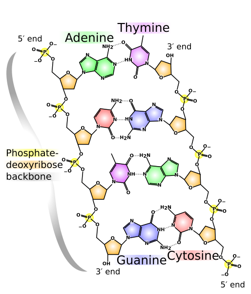 File:DNA chemical structure.svg