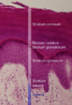 Diagram showing the layers of the epidermis, including the stratum basale.