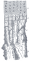 Endochondral ossification
