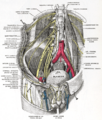 Genitofemoral nerve in relation to the lumbar plexus