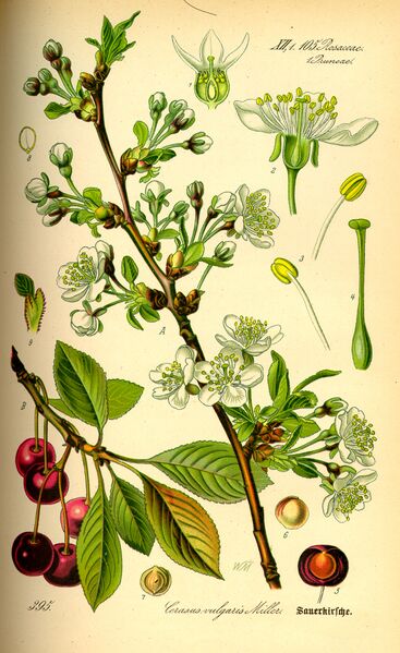 File:Illustration Prunus cerasus0.jpg