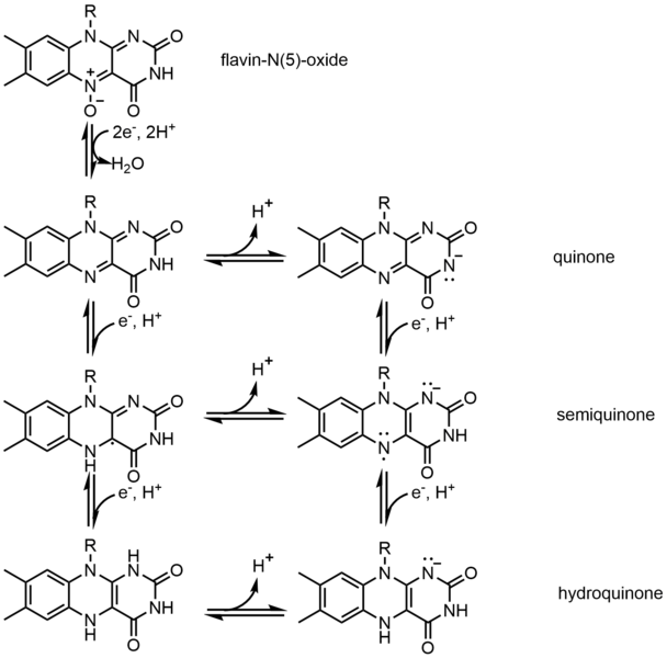 File:Redox states of FAD.png