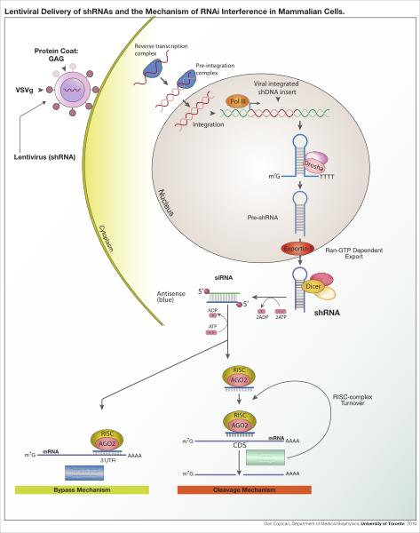 File:ShRNA Lentivirus.svg