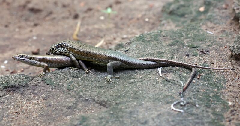 File:Trachylepis maculilabris mating.jpg