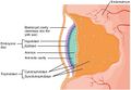 Syncytiotrophoblast