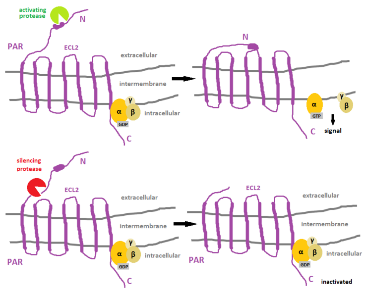 File:Activation vs silencing of PAR.png