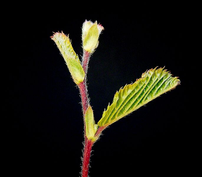 File:Carpinus betulus ies.jpg