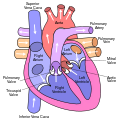 Diagram of the human heart