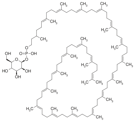 File:DolicholMPM.svg