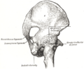 Gray's Anatomy illustration of the sacrospinous ligament