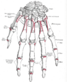 Dorsal Interossei of the Hand