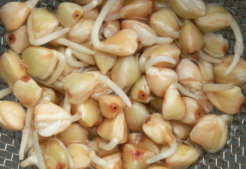 File:1-day-old buckwheat sprouts.jpg