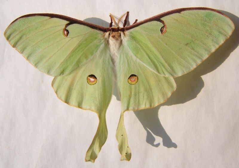 File:Actias luna female sjh.JPG