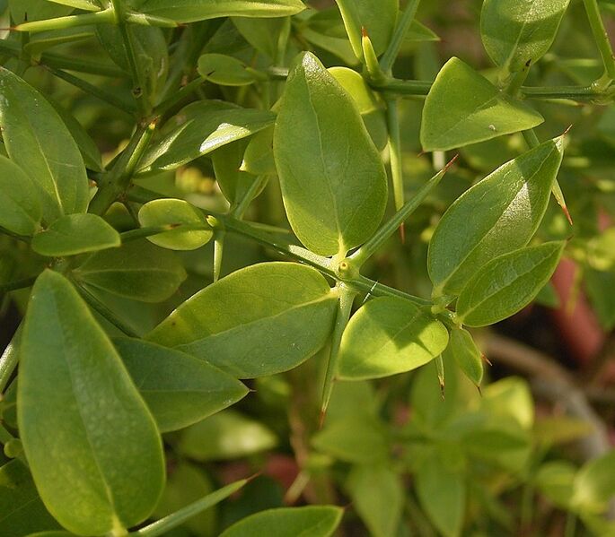 File:Azima tetracantha 02 ies.jpg