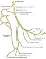Ansa cervicalis