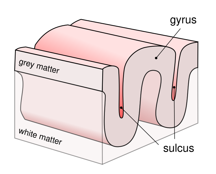 File:Gyrus sulcus-en.svg