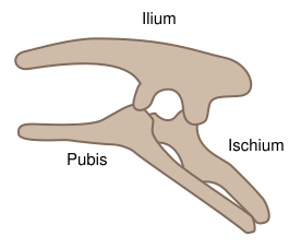 File:Ornithischia pelvis structure.svg