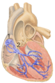 Atrioventricular_node