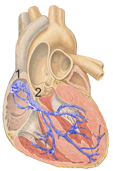 File:Reizleitungssystem 1.png