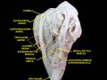 Levator palpebrae superioris muscle