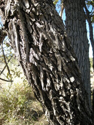 File:Zizyphus mauritiana bark.jpg