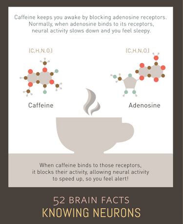 File:10 caffeine knowing-neurons.jpg