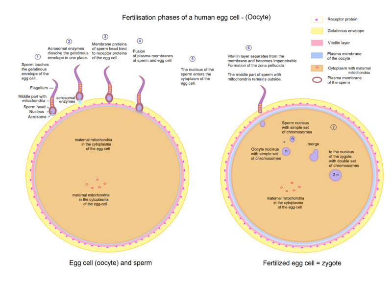 File:Egg cell fertilization - Zygote.png