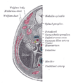 Notochord and spinal cord