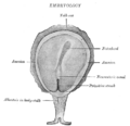 Notochord in vertebrate embryos