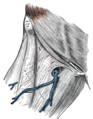 Gray's Anatomy Plate 431