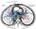 Pulmonary vein