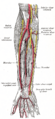 Supinator muscle