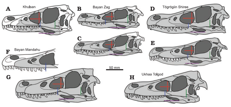File:Velociraptorine skulls.png