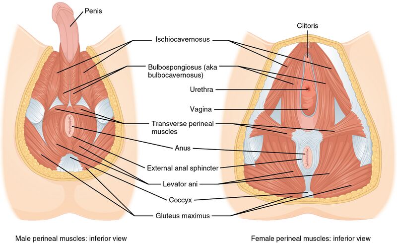 File:1116 Muscle of the Perineum.jpg