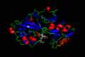 Pepsin structure