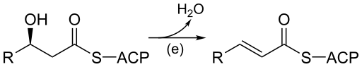 File:3-hydroxyacyl-ACP dehydrase reaction.svg
