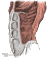 Tendinous intersection