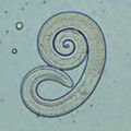 Thumbnail for version as of 22:36, 8 June 2026