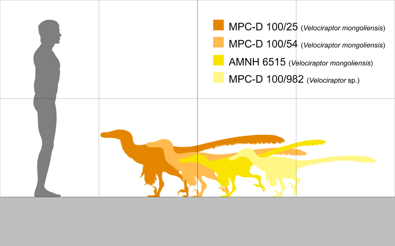 File:Velociraptor size.png