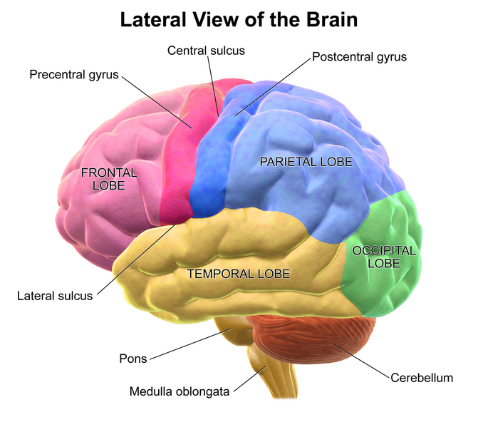 File:Blausen 0101 Brain LateralView.png
