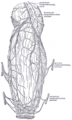 Superior rectal artery