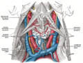 Sternohyoid muscle