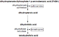 Dihydrofolate reductase